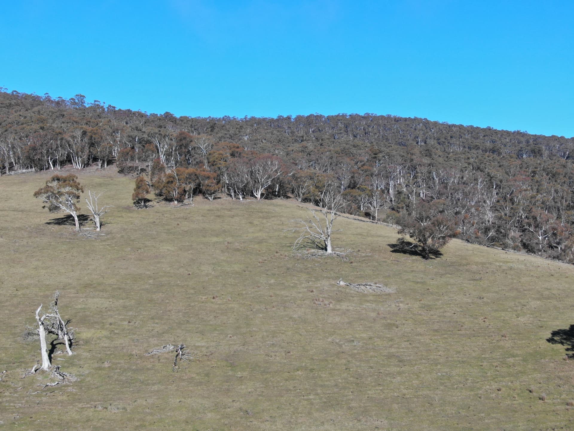 The Daintree Gateway Restoration Project